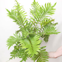 Blechnum tabulare