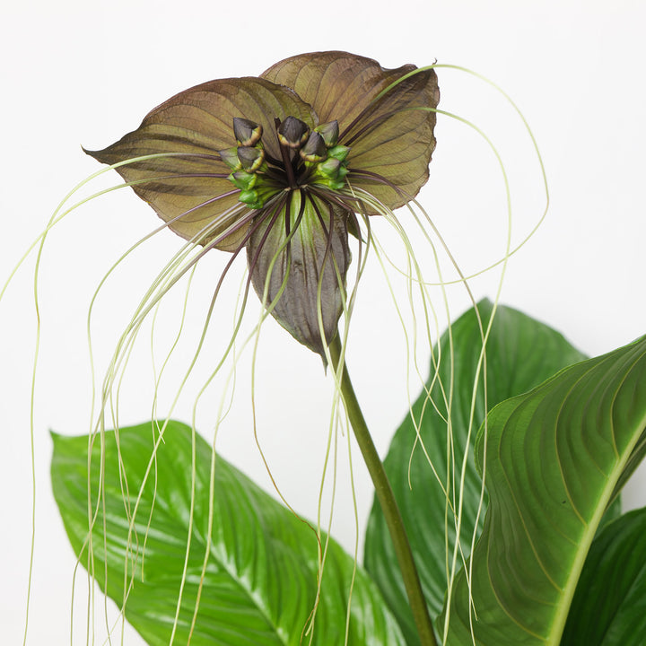 Tacca chantrieri | Black Bat Flower
