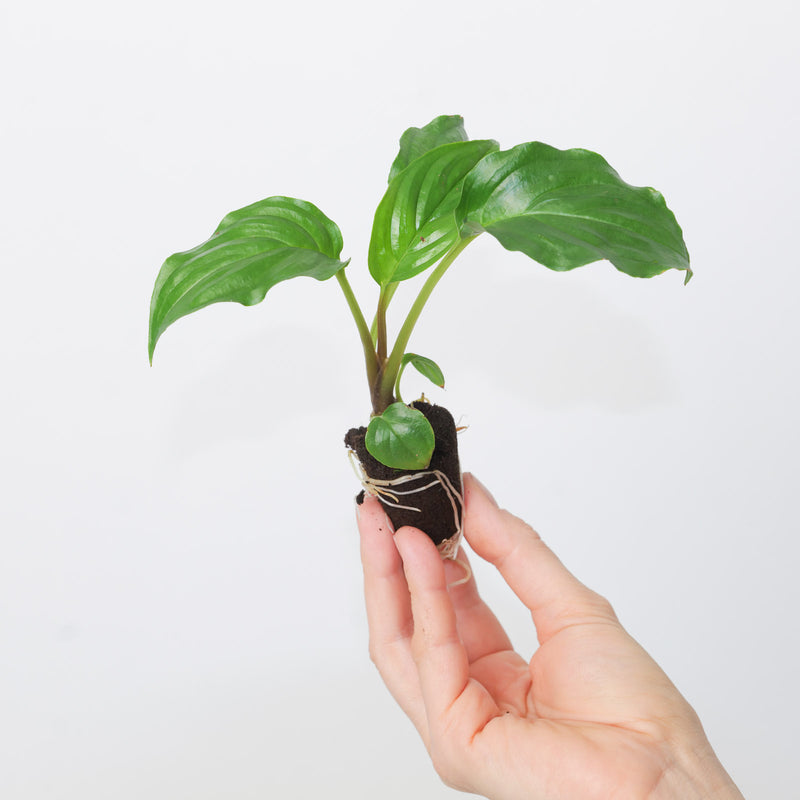 Tacca chantrieri | Green Bat Flower Plants GrowTropicals