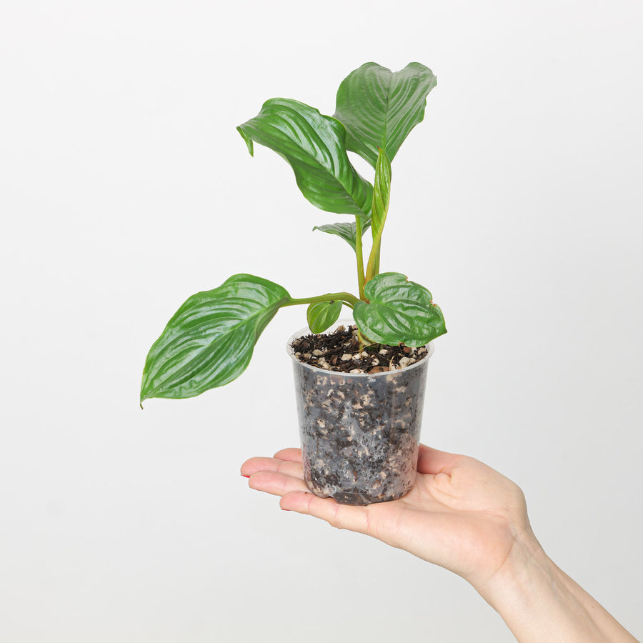 Tacca chantrieri | Green Bat Flower 9cm Potted Plug Plant Plants GrowTropicals