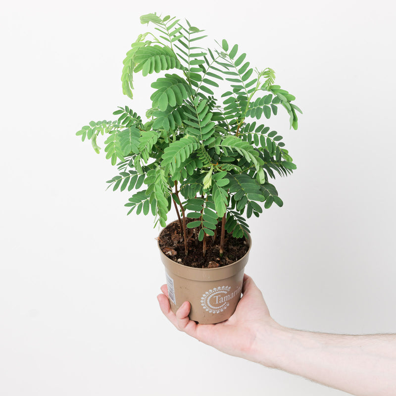 Tamarindus indica Plants GrowTropicals