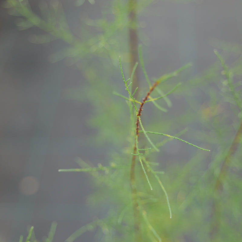 Tamarix tetrandra Plants - Outdoor GROW TROPICALS