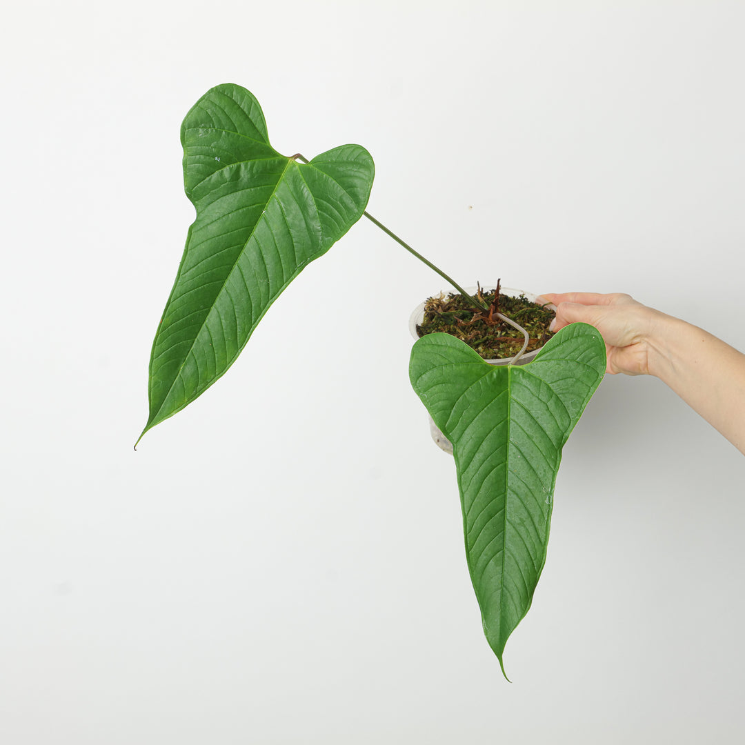 Anthurium brownii 'Tambo'