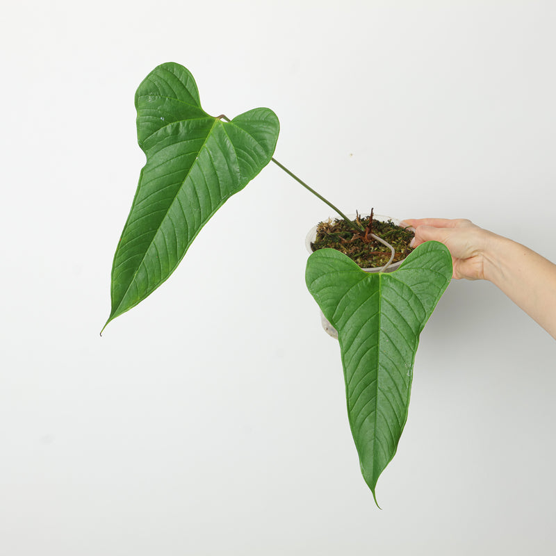 Anthurium brownii 'Tambo' 15cm Plants GrowTropicals
