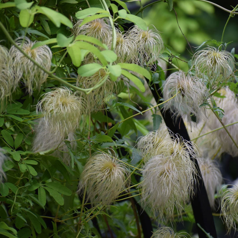 Clematis tibetana subsp. tangutica