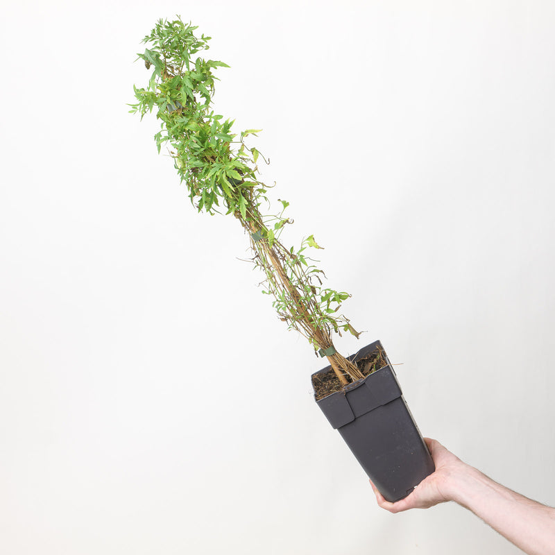 Clematis tibetana subsp. tangutica — 15cm / 1.5L