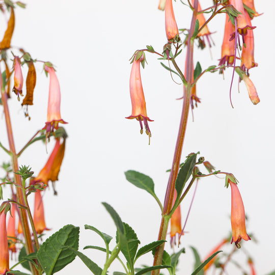 Phygelius x rectus 'Candy Drops Tangerine' (Cape Figwort)