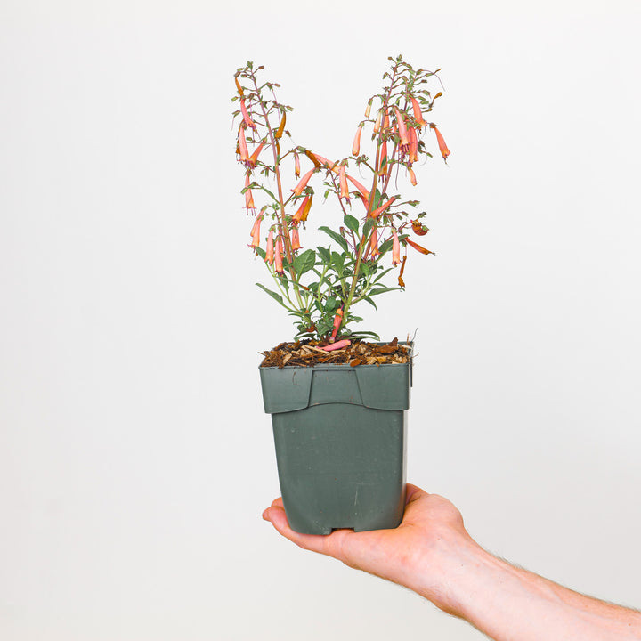 Phygelius x rectus 'Candy Drops Tangerine' (Cape Figwort)