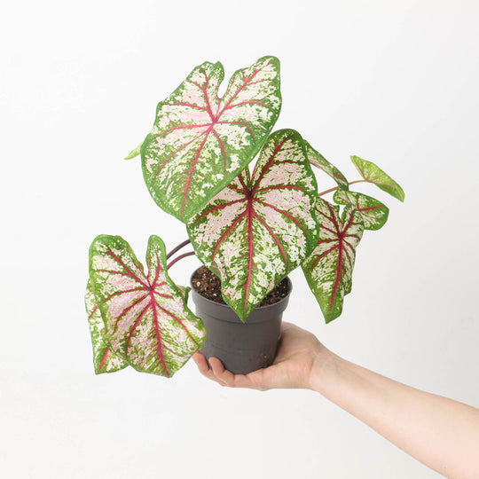 Caladium 'Tapestry' Plants GrowTropicals