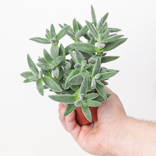 Crassula 'Tarantula' Plants GrowTropicals