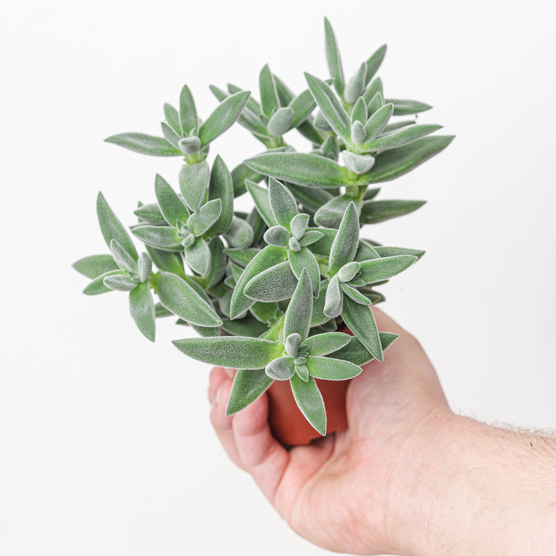 Crassula 'Tarantula' Plants GrowTropicals