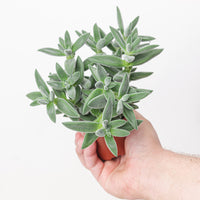 Crassula 'Tarantula'