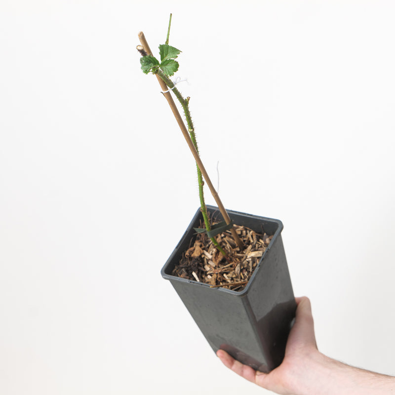 Rubus Tayberry — 15cm / 1.5L