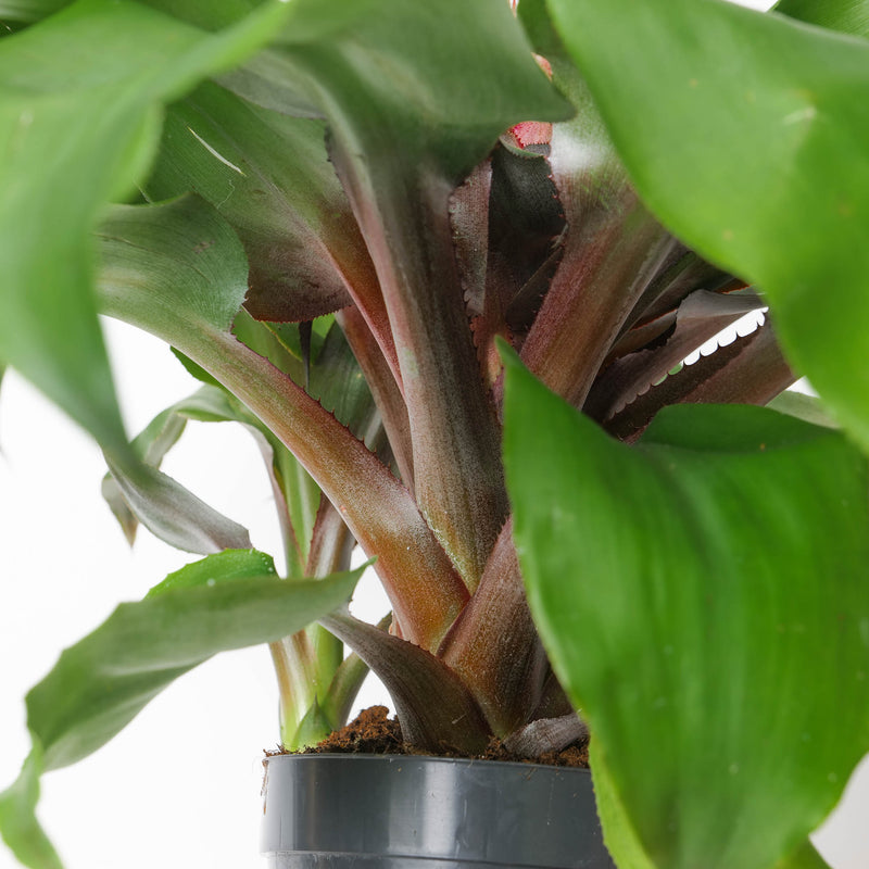 Aechmea tayoensis — 15cm