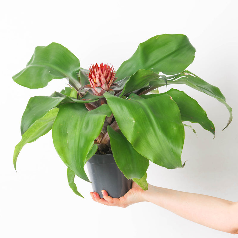 Aechmea tayoensis Plants GrowTropicals