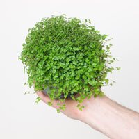 Soleirolia soleirolii