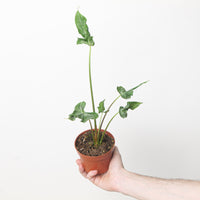 Alocasia teletubbies