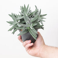 Crassula 'Tenelli'
