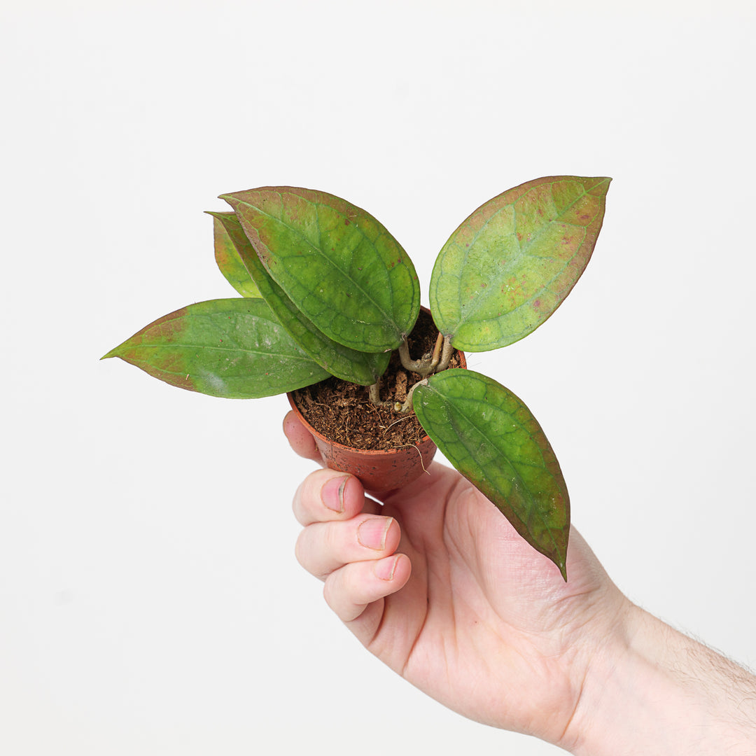 Hoya 'Tequila Sunrise' - GROW TROPICALS