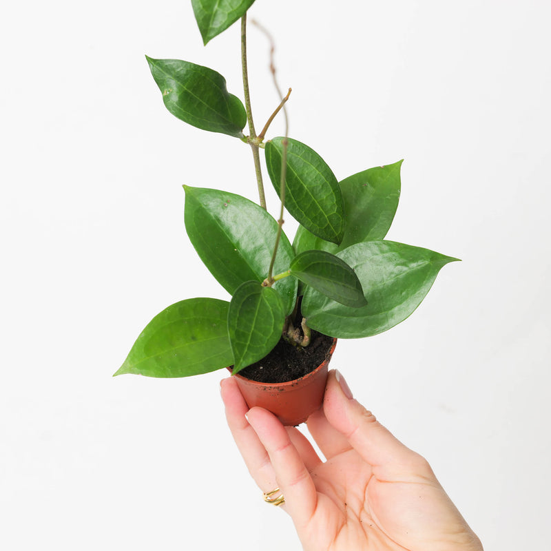 Hoya sp ternate Plants GrowTropicals