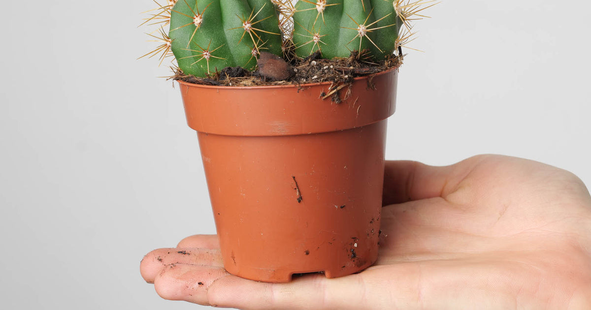 Trichocereus terscheckii | Plants