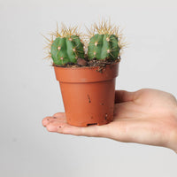 Trichocereus terscheckii