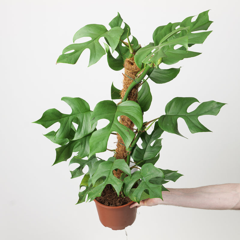 Rhaphidophora Tetrasperma Plants GrowTropicals
