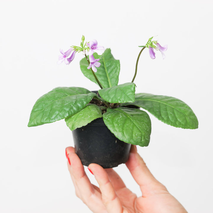 Tetranema roseum | Mexican Foxglove 9cm Plants GrowTropicals