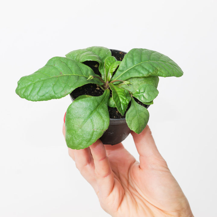 Tetranema roseum | Mexican Foxglove Plants GrowTropicals