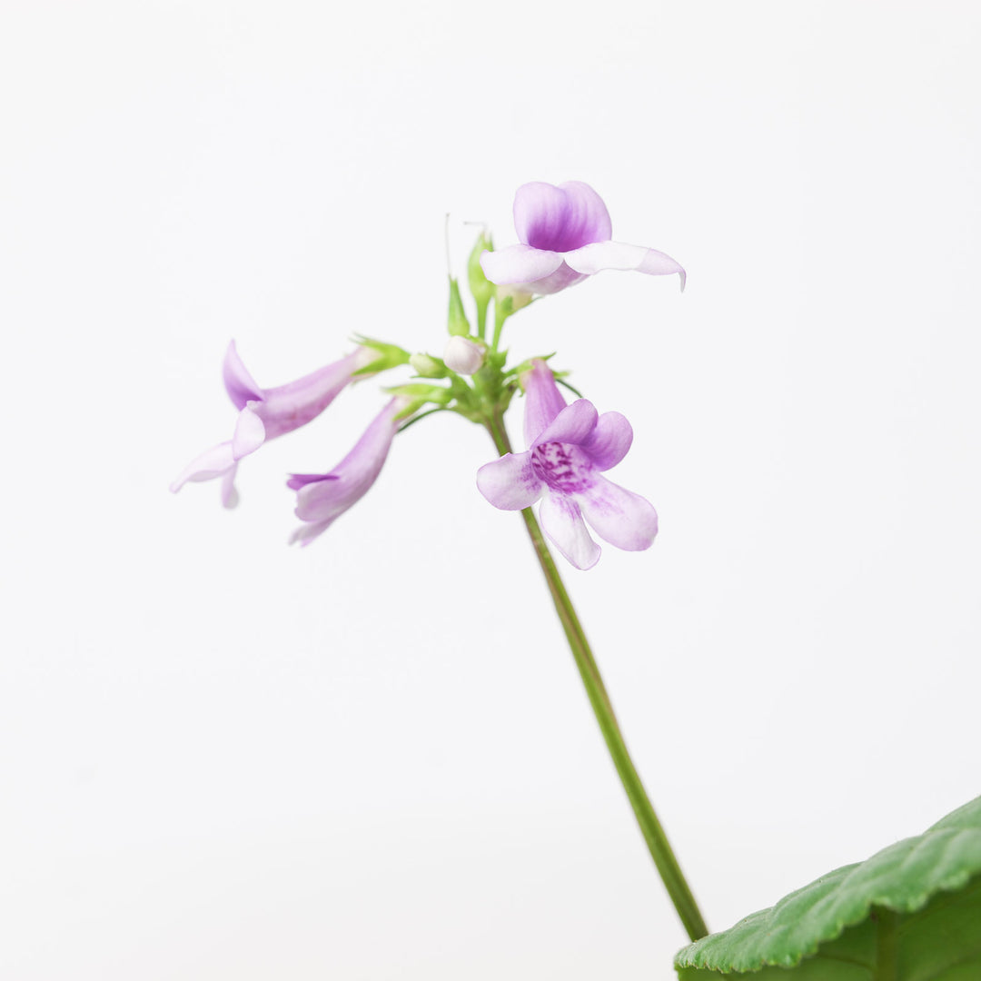 Tetranema roseum | Mexican Foxglove Plants GrowTropicals