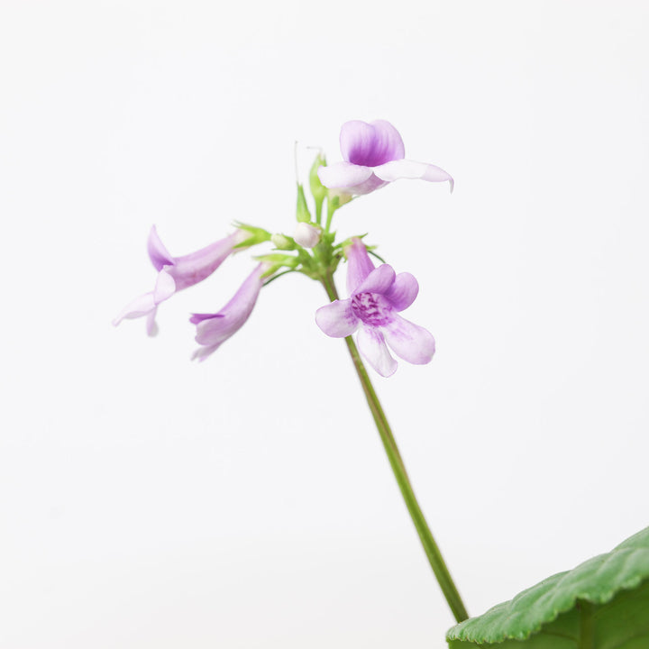 Tetranema roseum | Mexican Foxglove Plants GrowTropicals