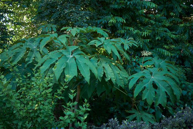 Architectural Garden Plants