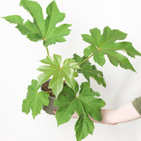 Tetrapanax papyrifer