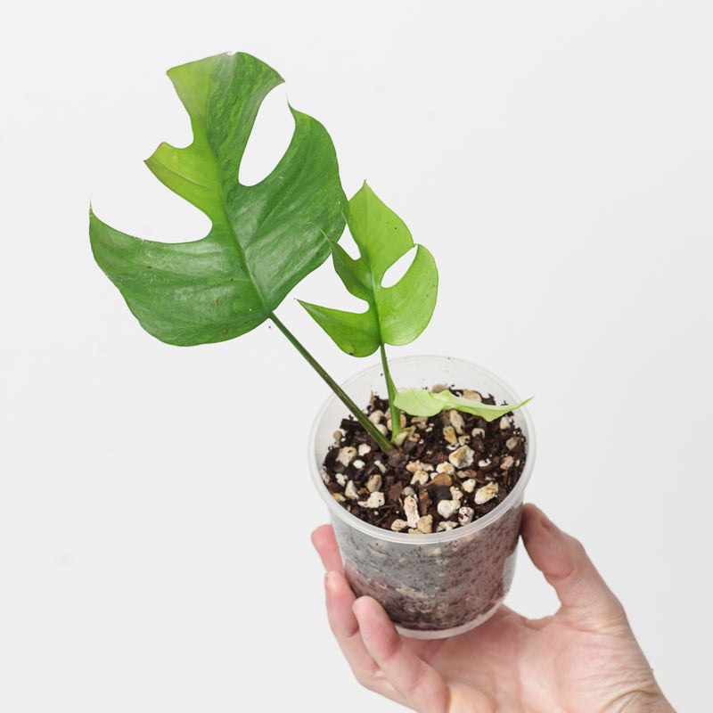 Rhaphidophora tetrasperma 'Variegated' Plants GrowTropicals