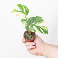 Rhaphidophora tetrasperma 'Variegated'