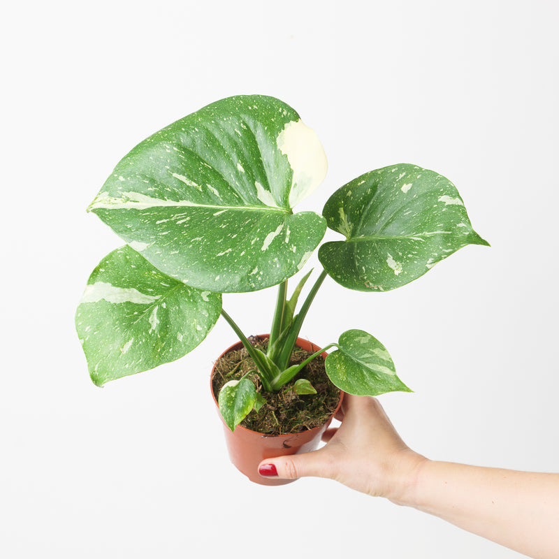 Aroid Bundle Plant Bundle GrowTropicals
