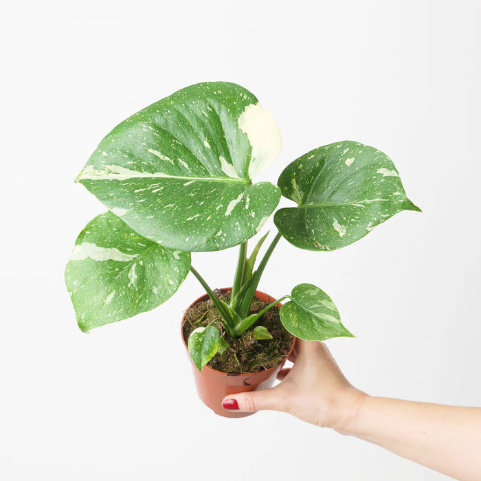 Imperfect Monstera 'Thai Constellation' 12cm (Imperfect) Plants GrowTropicals