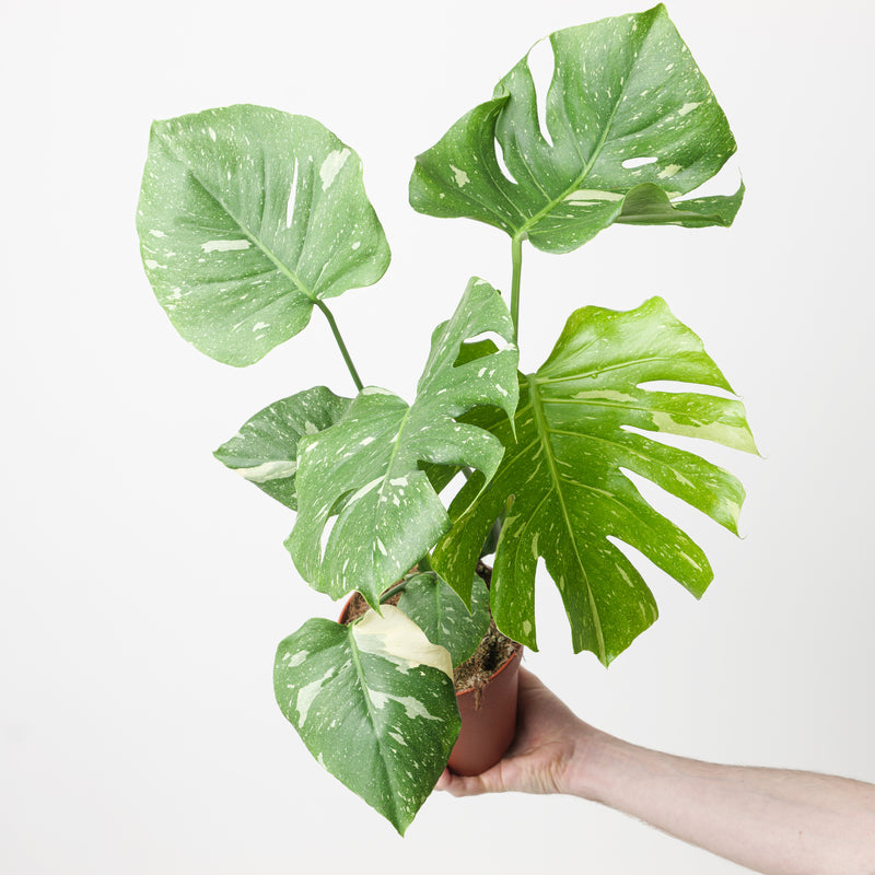 Monstera deliciosa 'Thai Constellation' Plants GrowTropicals