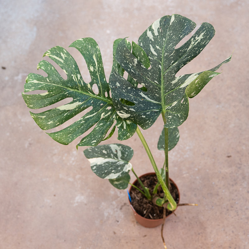 Monstera deliciosa 'Thai Constellation' Plants GrowTropicals