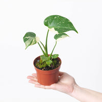 Monstera deliciosa 'Thai Constellation'