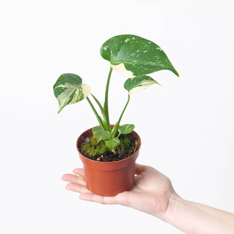 Rare Monstera Bundle Plant Bundle GrowTropicals