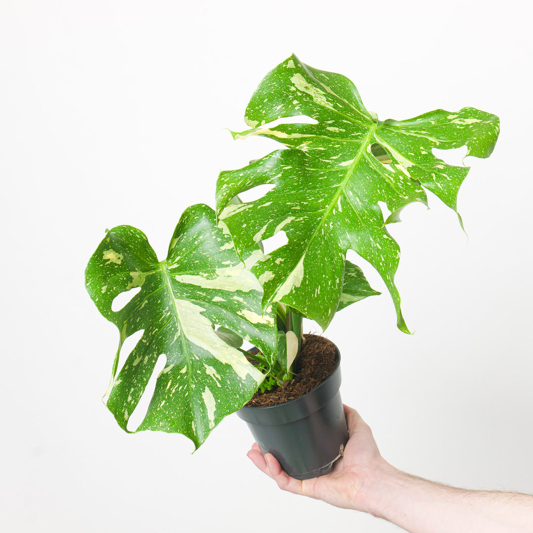 Monstera deliciosa 'Thai Constellation' 15cm Plants GrowTropicals