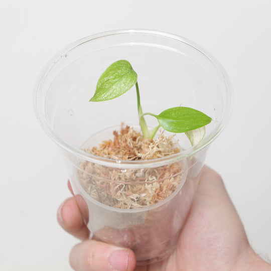 Monstera Mint Thailand (Plantlet) Plants GrowTropicals