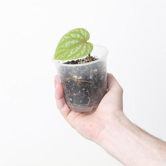 Piper sp. 'Thailand Silver' 9cm Plants GrowTropicals