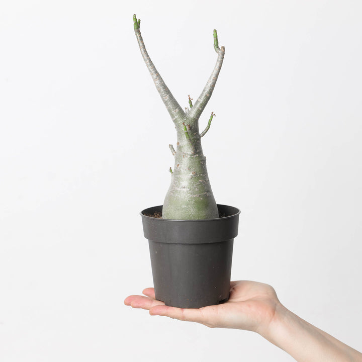 baobab succulent Adenium arabicum 'Baobab'