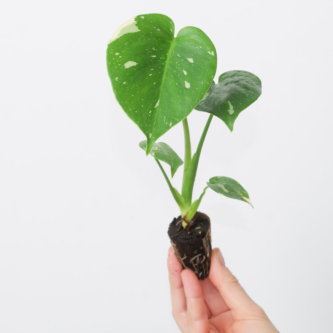 thai monstera plant Monstera deliciosa 'Thai Constellation' | Plants