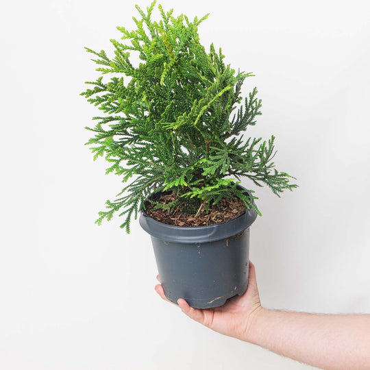 Thujopsis dolabrata 19cm / 3L Plants - Outdoor GROW TROPICALS
