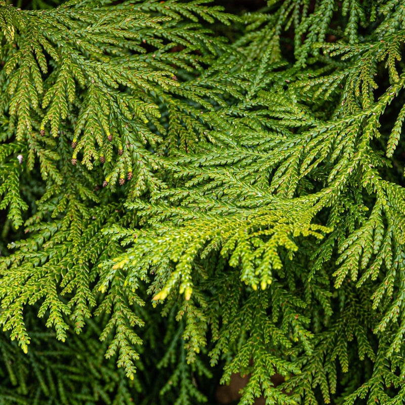 Thujopsis dolabrata Plants - Outdoor GROW TROPICALS