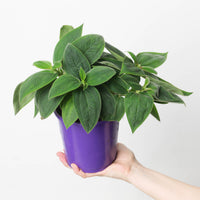 Tibouchina Rich Blue