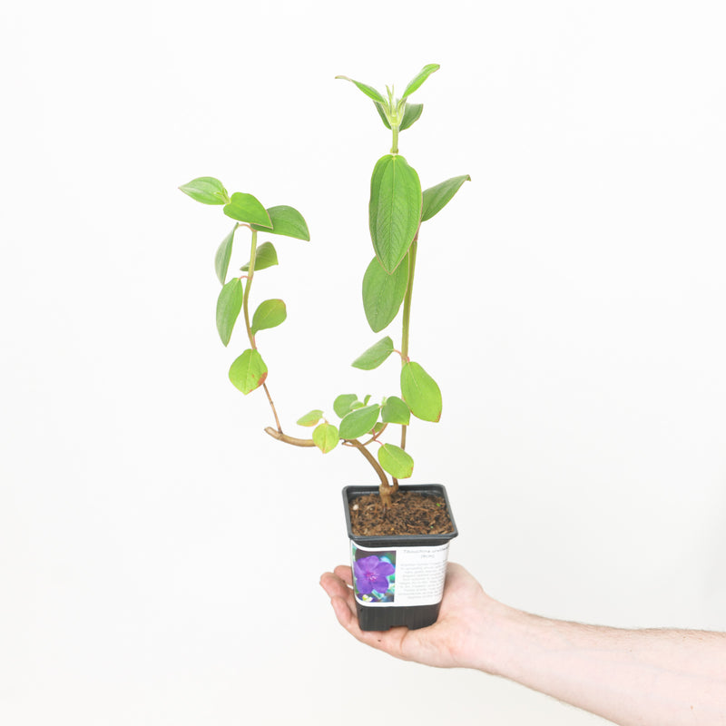 Tibouchina urvilleana — 9cm / 0.5L